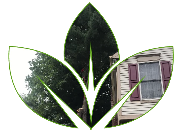 home-img