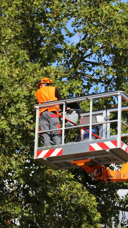 Tree Services
